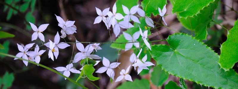 Epimedium Epimedium
